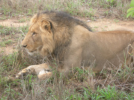 Lion de Thornybush Lion de Thornybush