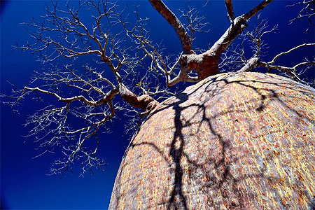 Baobab à Tsimanampetsotsa Baobab à Tsimanampetsotsa