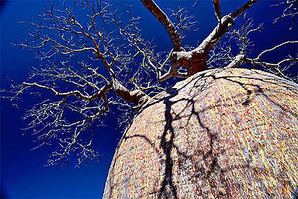 Baobab à Tsimanampetsotsa