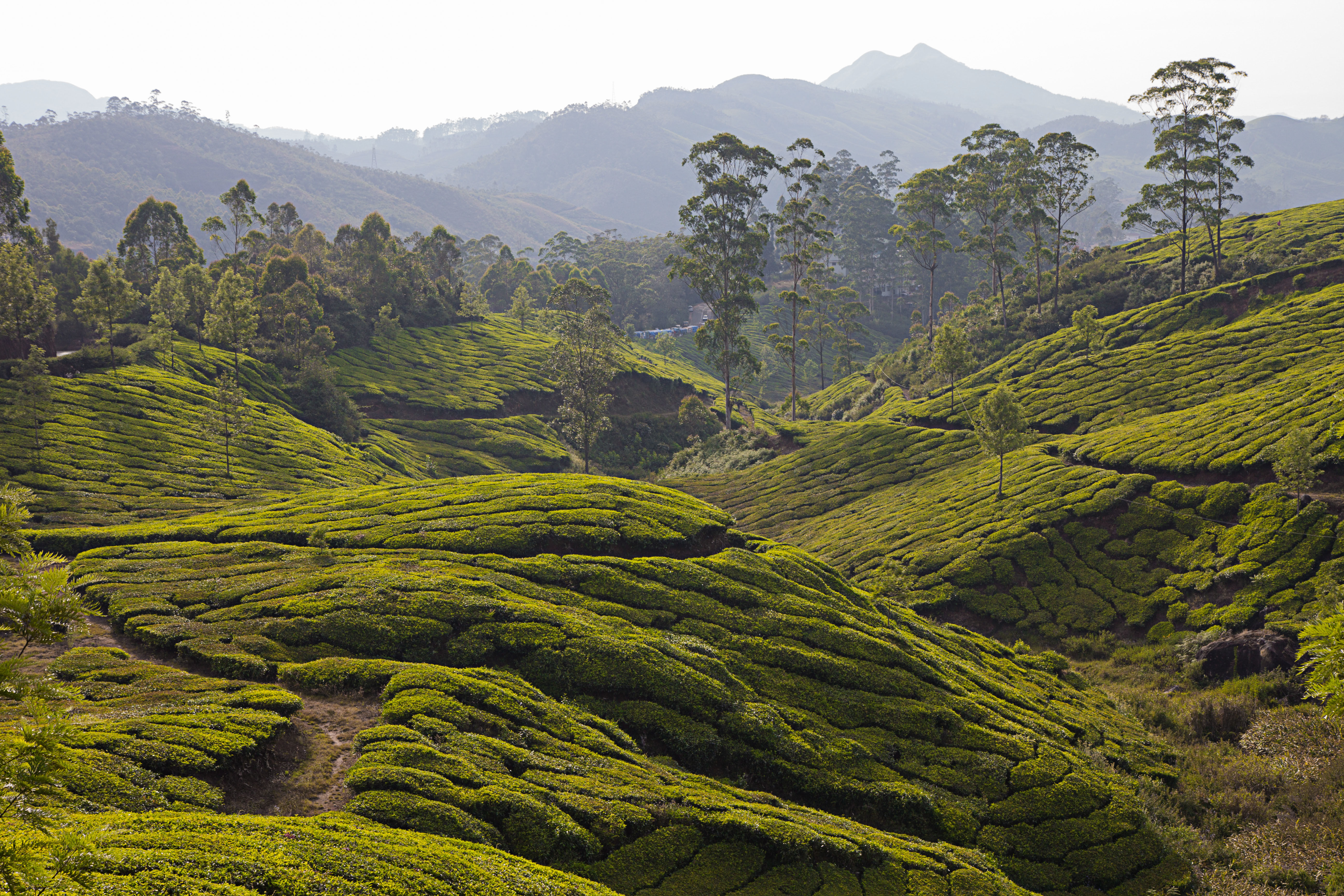 Plantations de thé à Munnar, Inde