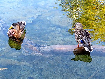 Parc National de Plitvice - Canards au repos