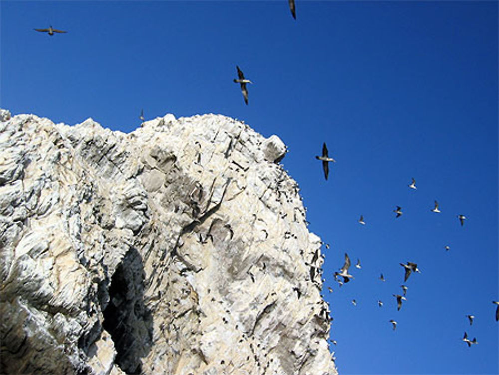 Isla Pan de Azucar