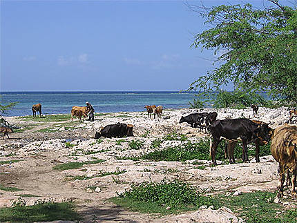 Habitant et son bétail, Anse-A-Galets, La Gonave