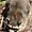 Raton Laveur au zoo de Beauval
