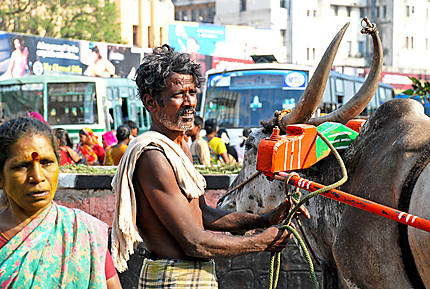 Boeuf dans les rues de Madurai
