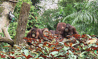 Singapore Zoological Garden