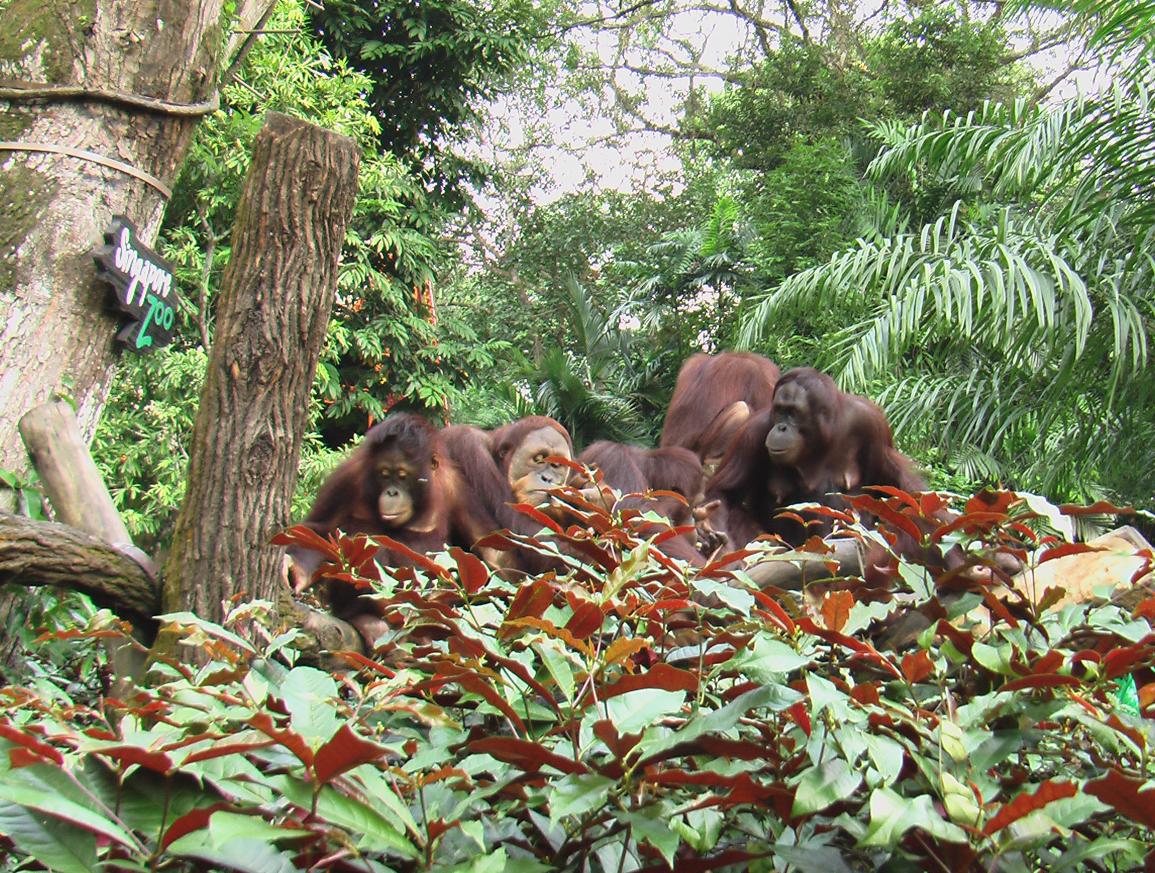 Orangs Outang au Zoo de Singapour Orangs Outang au Zoo de Singapour