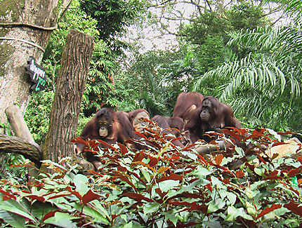 Orangs Outang au Zoo de Singapour