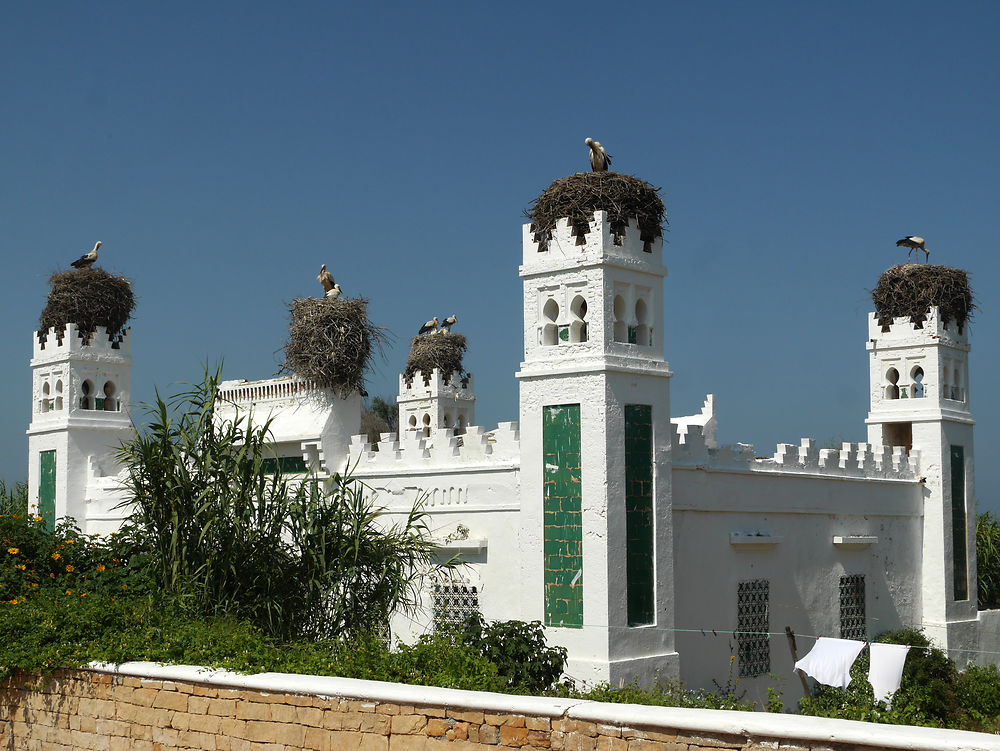 Cigognes, reines de la Casbah