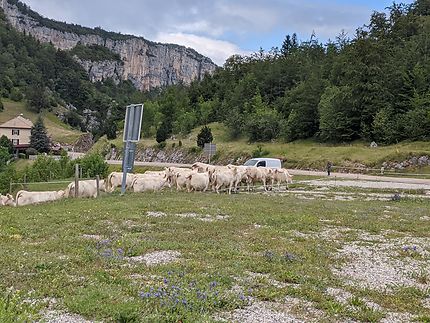 Troupeau traversant en Ardèche