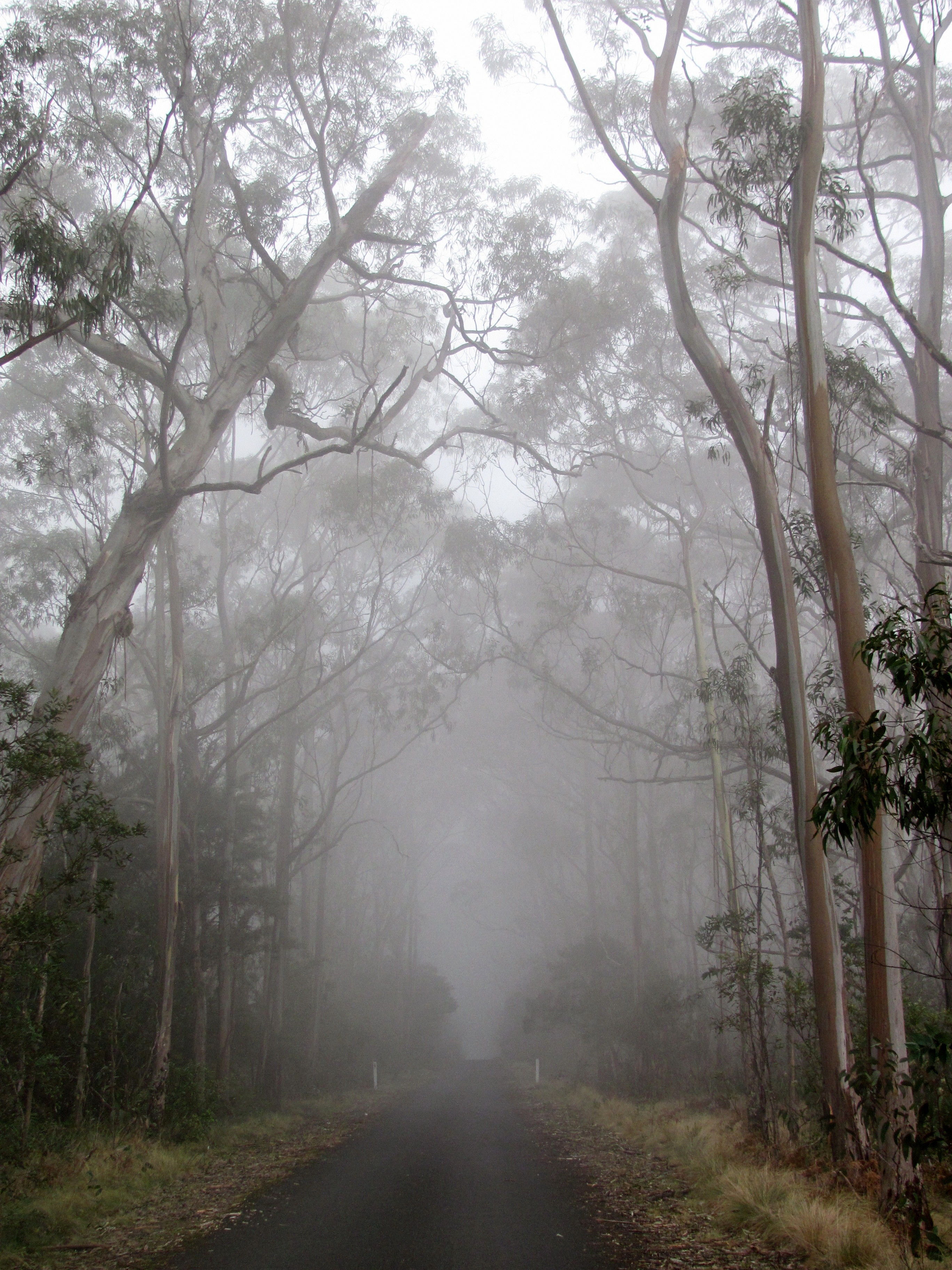 Forêt d'eucalyptus dans la brume