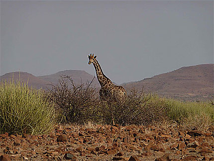 Girafe dépassant des fourrés