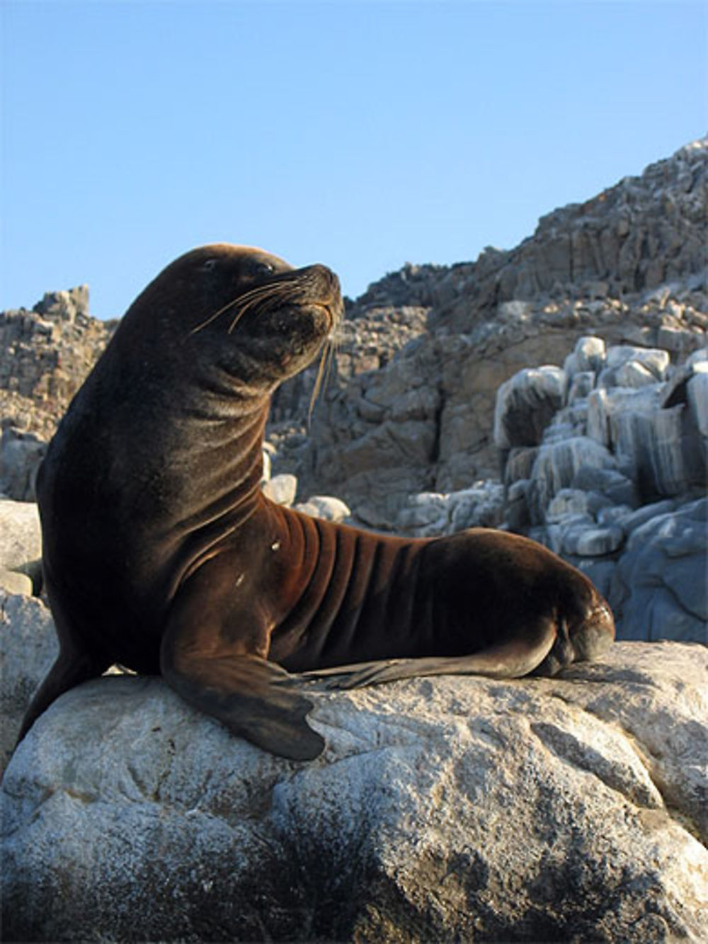 Lobo de mar, Isla Pan de Azucar