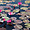 Waterlillies, Kandy Botanical Gardens