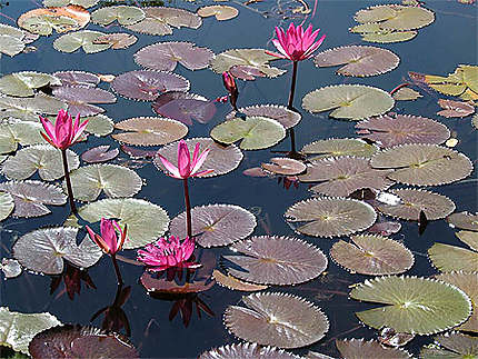 Waterlillies, Kandy Botanical Gardens