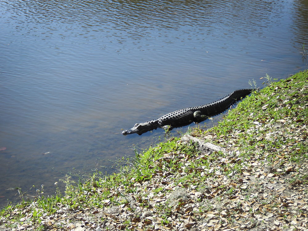 A la rencontre des alligators