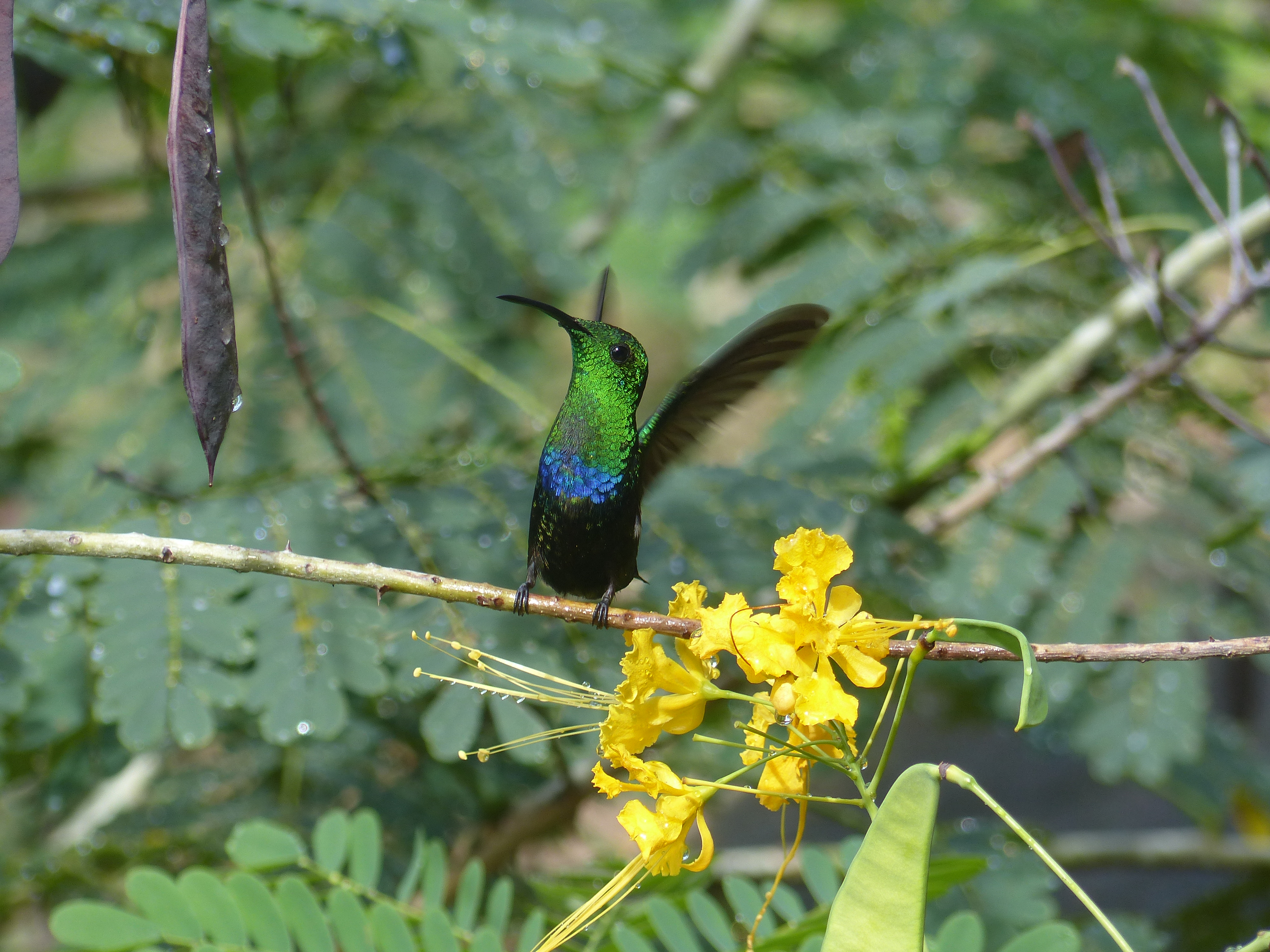 Colibri en Guadeloupe Colibri en Guadeloupe