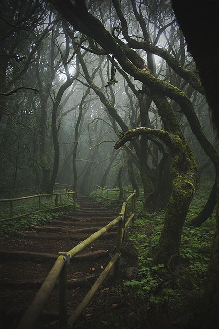 Dans la forêt de Garajonay Dans la forêt de Garajonay