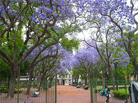 Arbre à fleurs bleues Arbre à fleurs bleues