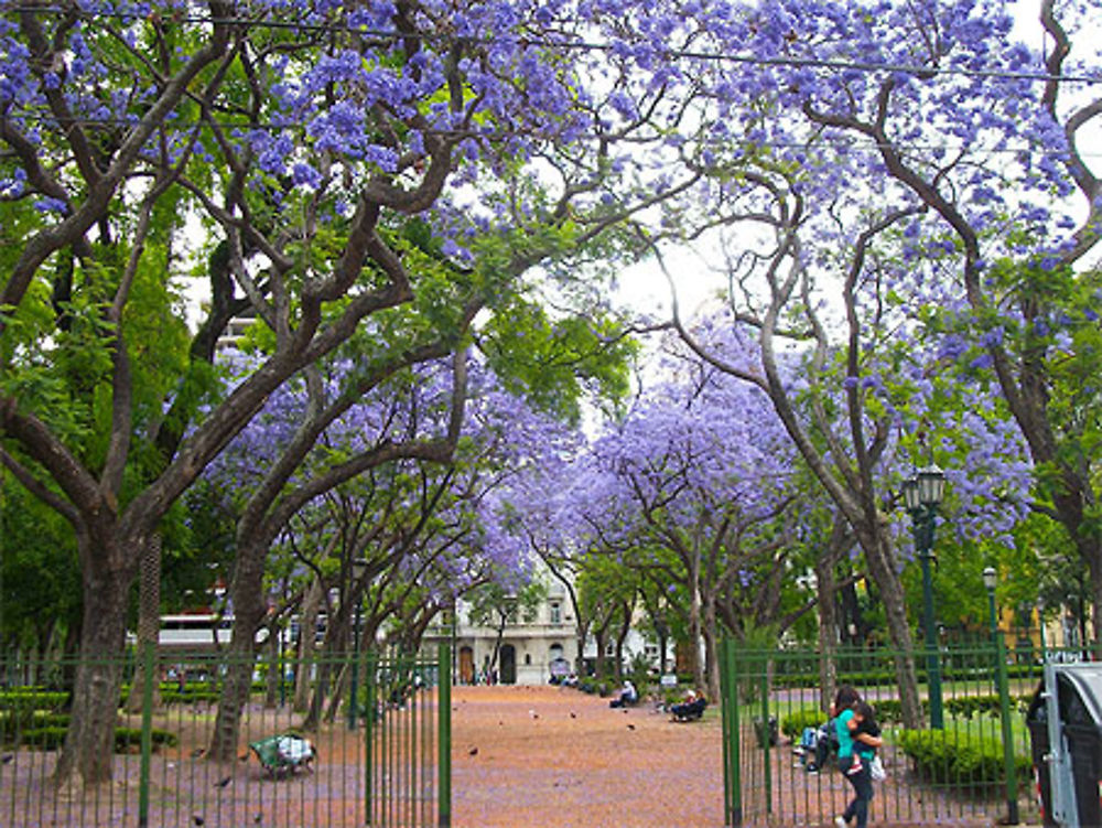 Arbre à fleurs bleues