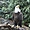 Pygargue à tête blanche (bald eagle)