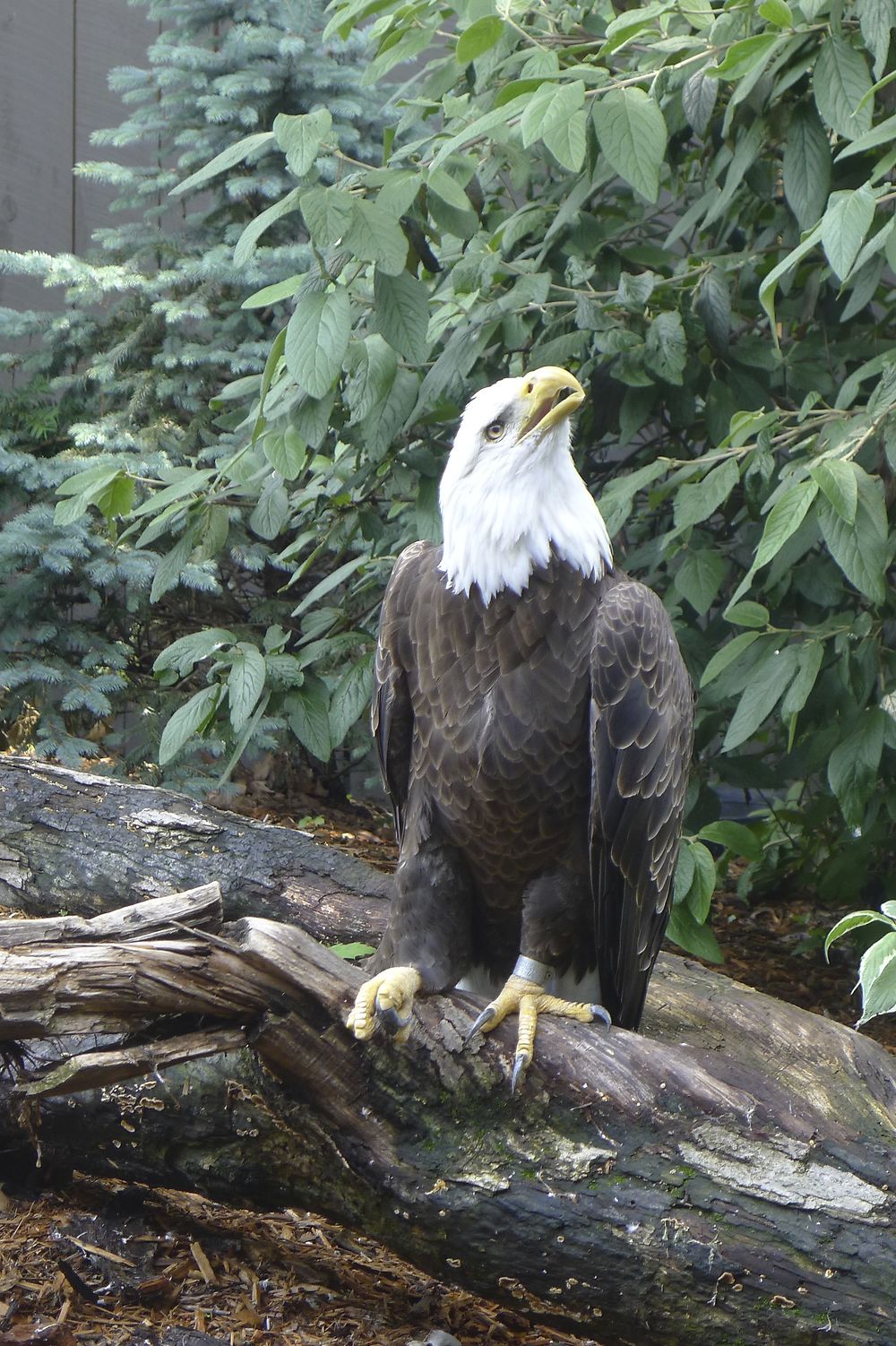 Pygargue à tête blanche (bald eagle)