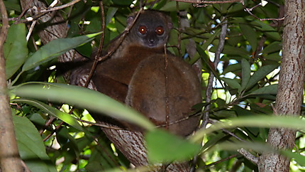 Lémurien à Madagascar