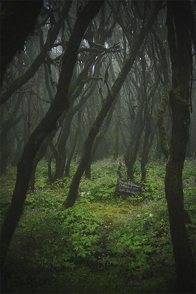 Dans la forêt de Garajonay Dans la forêt de Garajonay
