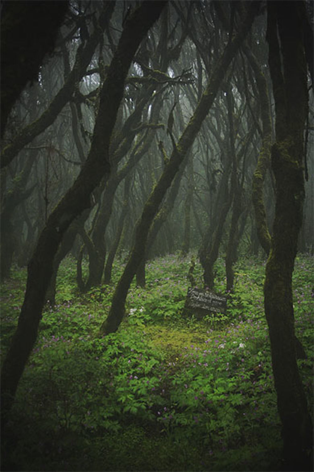 Dans la forêt de Garajonay