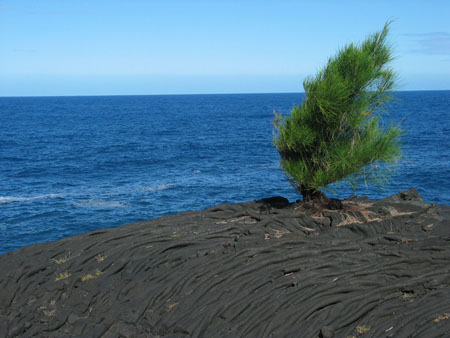jardin du volcan jardin du volcan