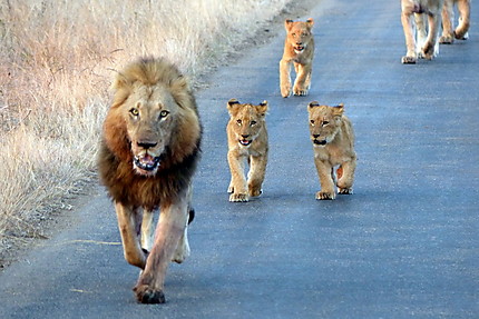 Lion et 3 lionceaux
