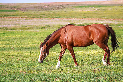 Algérie - Hauts plateaux - Le cheval