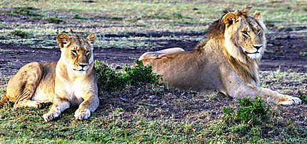 Couple de lions 