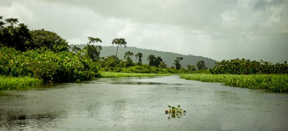 Dans la réserve naturelle des marais de Kaw-Roura