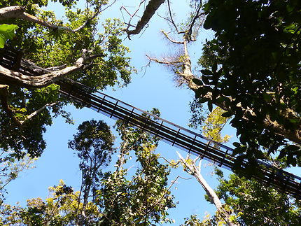 Parcours de canopée de 10 m et 25 m de hauteur