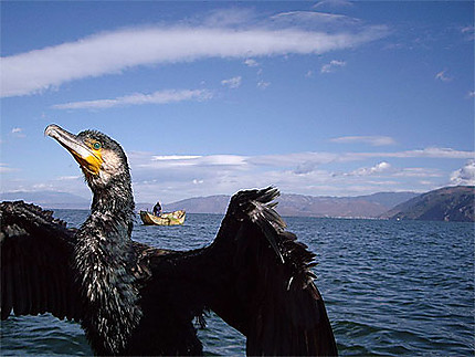 Pêche aux cormorans