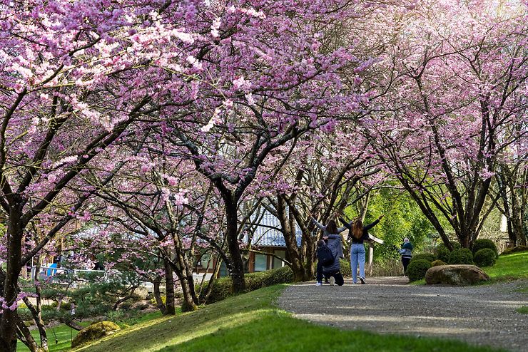 Anjou - Contempler les cerisiers en fleurs au Parc oriental de Maulévrier