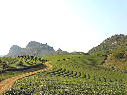 Les collines de thé vert sur le plateau de Mocchau