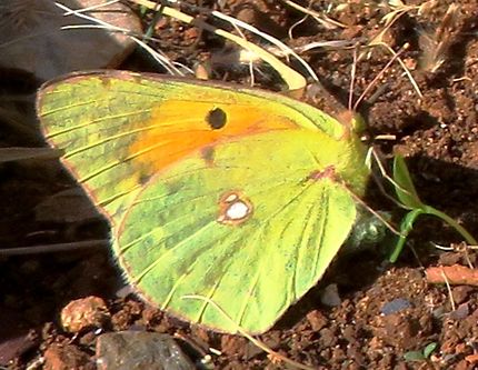 Papillon jaune 