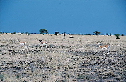 Gazelles de Soemmering