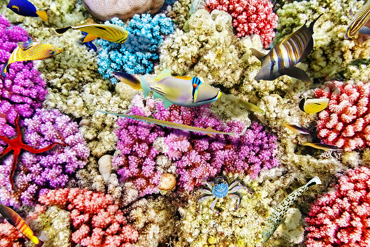 Coraux et poissons multicolores - Belize (Mexique ; mer des Caraïbes)