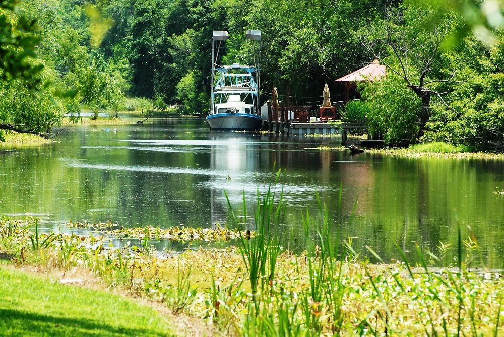 Along the bayou