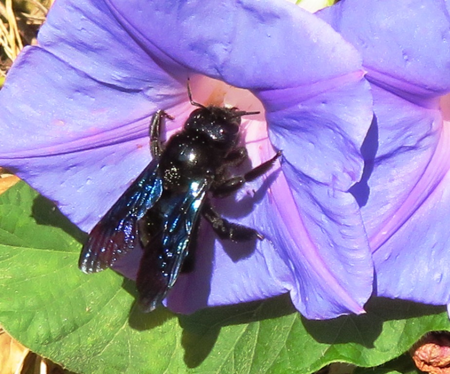 L'abeille noire dite abeille charpentière L'abeille noire dite abeille charpentière