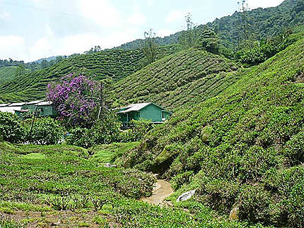 Les plantations de thé