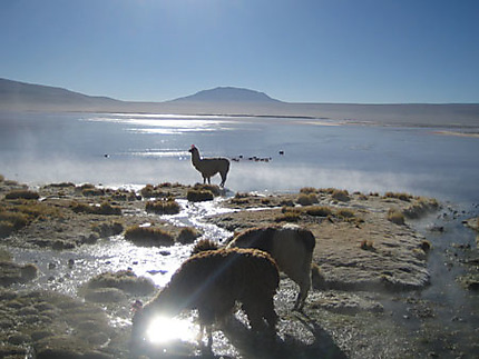 Lamas et alpagas à la laguna colorada