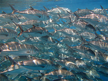 Troupeau de poissons Troupeau de poissons