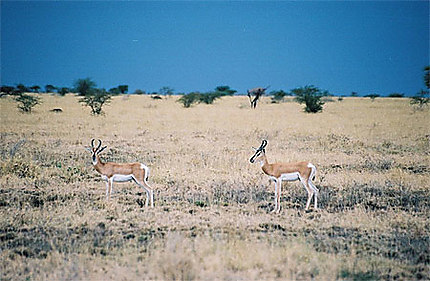Les gazelles de Soemmering