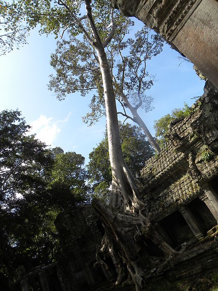 La jungle d'Angkor