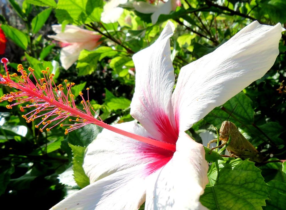 l' hibiscus et son grillon 