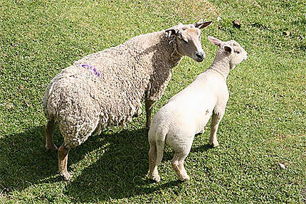 Moutons (Rock of Cashel)
